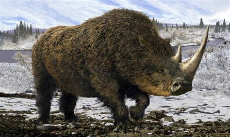 what did woolly rhinos eat.